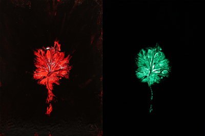 Creatura XI, THOMA SEHNSUCHT