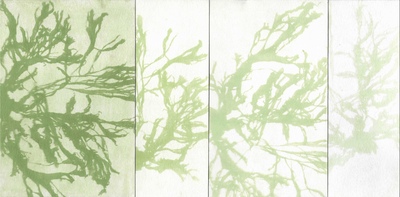 Shades of Algae, Lisa Roselli Zani
