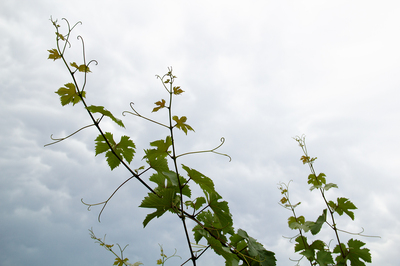 Gumpoldskirchen Vineyards Landscape (9) ///// Paesaggio dei vigneti di Gumpoldskirchen da visitare (9), Anna Linda Knoll