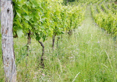 Gumpoldskirchen Vineyards Landscape (8) ///// Paesaggio dei vigneti di Gumpoldskirchen da visitare (8), Anna Linda Knoll