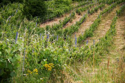Gumpoldskirchen Vineyards Landscape (7) ///// Paesaggio dei vigneti di Gumpoldskirchen da visitare (7), Anna Linda Knoll