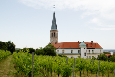 Gumpoldskirchen Vineyards Landscape (6) ///// Paesaggio dei vigneti di Gumpoldskirchen da visitare (6), Anna Linda Knoll