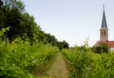 Gumpoldskirchen Vineyards Landscape (5) ///// Paesaggio dei vigneti di Gumpoldskirchen da visitare (5), Anna Linda Knoll