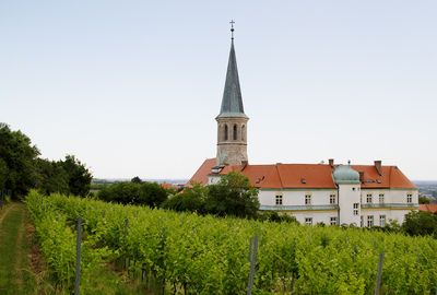 Gumpoldskirchen Vineyards Landscape (4) ///// Paesaggio dei vigneti di Gumpoldskirchen da visitare (4), Anna Linda Knoll