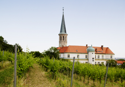 Gumpoldskirchen Vineyards Landscape (3) ///// Paesaggio dei vigneti di Gumpoldskirchen da visitare (3), Anna Linda Knoll