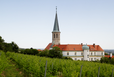 Gumpoldskirchen Vineyards Landscape (2) ///// Paesaggio dei vigneti di Gumpoldskirchen da visitare (2), Anna Linda Knoll