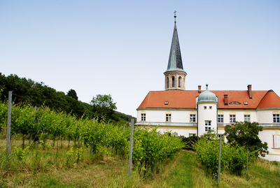 Gumpoldskirchen Vineyards Landscape (1) ///// Paesaggio dei vigneti di Gumpoldskirchen da visitare (1), Anna Linda Knoll