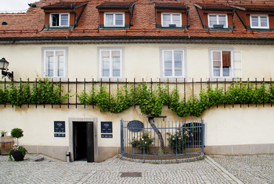 Maribor World’s Oldest Grapevine (3) ///// La vite più antica del mondo a Maribor (3), Anna Linda Knoll