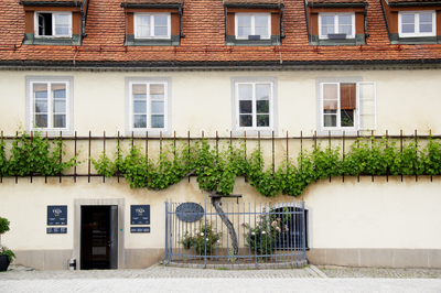 Maribor World’s Oldest Grapevine (1) ///// La vite più antica del mondo a Maribor (1), Anna Linda Knoll