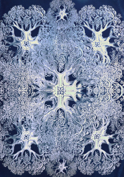 Il sogno del naturalista, FEDERICO CATAGNOLI