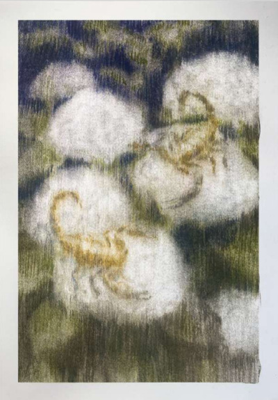 Hydrangea, Tomás Toste