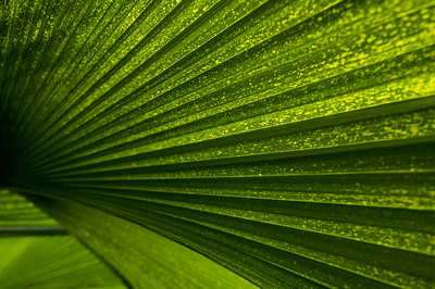 Egypt, Flowers, Palms (20th–21st centuries) Series: EFP 2/1 ***** Serie Egitto, Fiori, Palme (XX–XXI secolo): EFP 2/1, Anna Linda Knoll